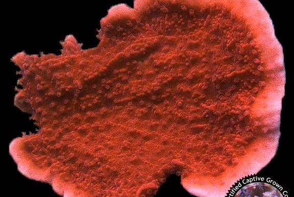 Red Cap Montipora