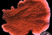 Red Cap Montipora Thumbnail