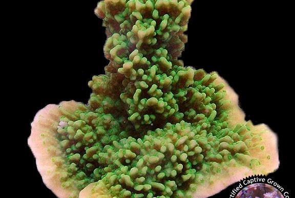 Montipora Green Cap