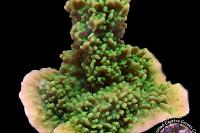 Montipora Green Cap Thumbnail