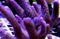 Purple Digitata Montipora Thumbnail