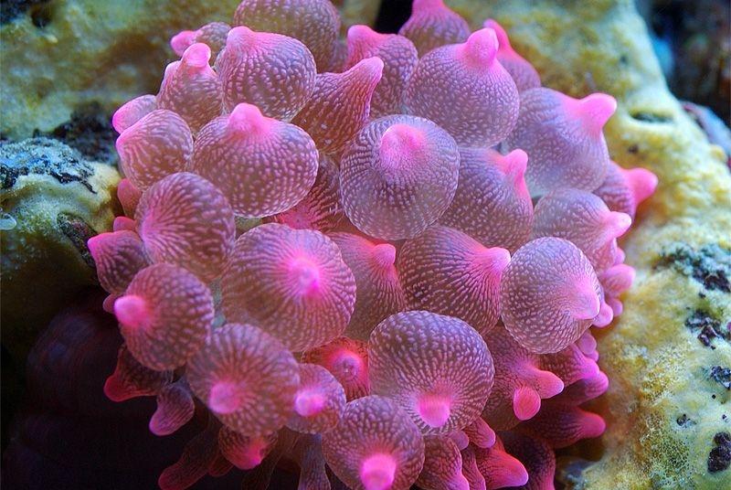 pink bubble tip anenome