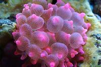 pink bubble tip anenome Thumbnail