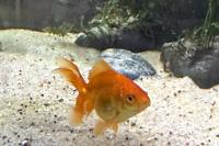 Red Fantail Goldfish Thumbnail