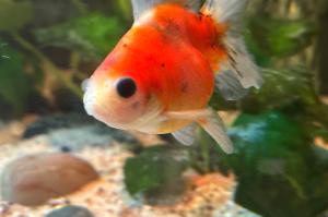 Calico Fantail Goldfish Thumbnail