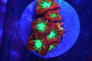 Red and Green Blasto Merletti Thumbnail