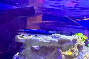 Neon Blue Goby Thumbnail