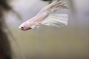 Betta Thumbnail