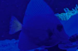 Yellow Tail Purple Tang Thumbnail