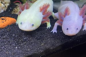 Axolotl Thumbnail