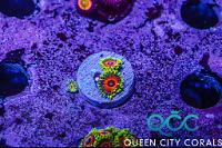 Whammin’ Watermelon Zoa Thumbnail