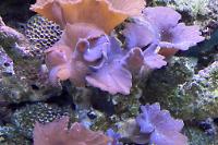 Cabbage Leather Coral Thumbnail