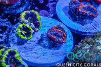 Rainbow Ring Acan Thumbnail