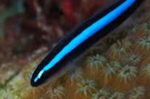 Neon Blue Goby Thumbnail