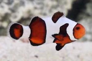 Gladiator clownfish  Thumbnail