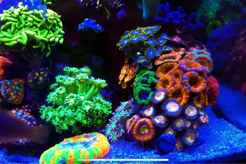 Nano Reef Thumbnail