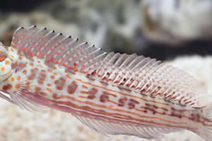 Orange spot goby Thumbnail