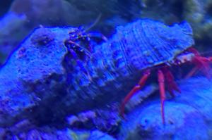 Blue Legged Hermit Crab Thumbnail