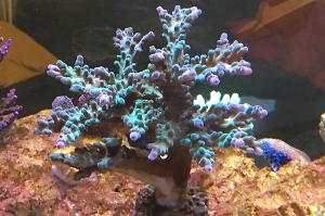 Acropora Tort Coral Thumbnail