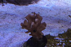 Anacropora Thumbnail