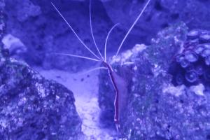 Skunk Cleaner Shrimp Thumbnail