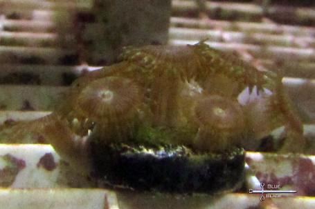 Zoanthid Thumbnail