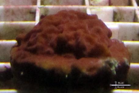 red Montipora Thumbnail