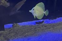 Yellow Tang Thumbnail