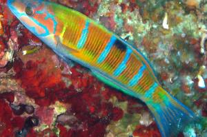 Ornate wrasse  Thumbnail