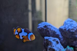 Picasso Clownfish Thumbnail