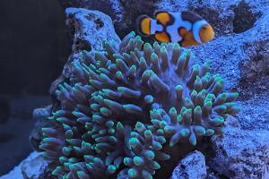 Bubble Tip Anemone Thumbnail