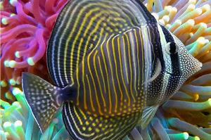 Indian Ocean Sailfin Tang Thumbnail