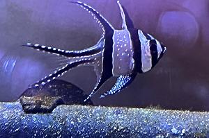 Banggai CardinalFish Thumbnail