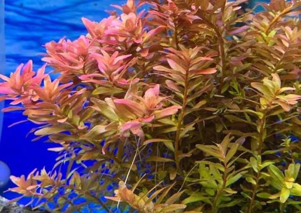 Rotala rotundifolia