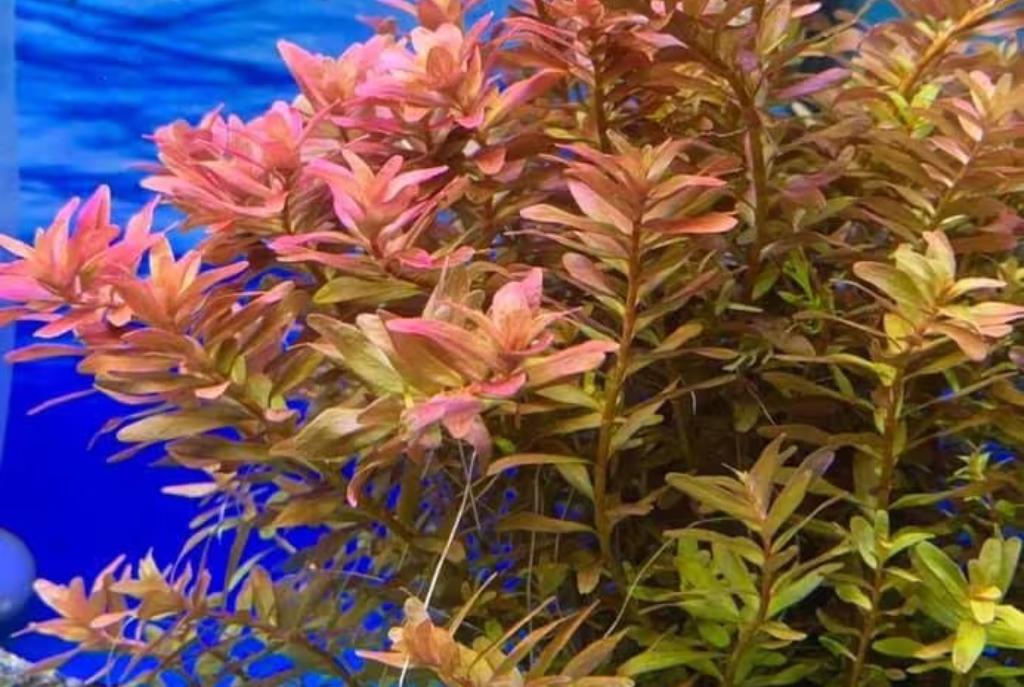 Rotala rotundifolia