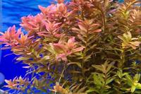 Rotala rotundifolia Thumbnail