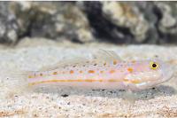 Diamond Watchman Goby Thumbnail