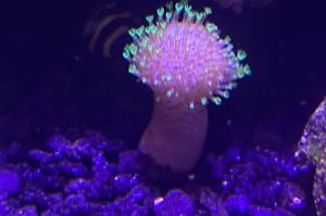 Toadstool Mushroom Leather Coral Thumbnail