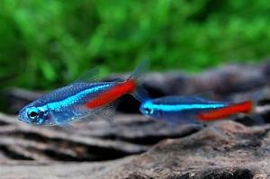 Neon Tetra Thumbnail