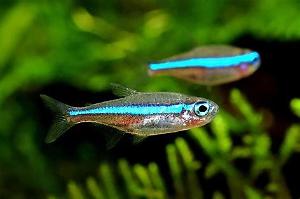 Green Neon Tetra Thumbnail