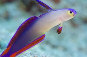 Purple firefish Thumbnail