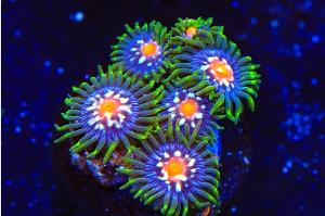 JF Daisy Cutter Zoanthids  Thumbnail