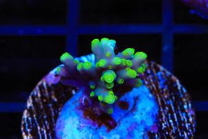 TSA Green Dragon Acropora  Thumbnail