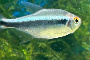 Black Neon Tetra Thumbnail