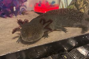 Axolotl Thumbnail