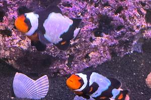 Black Ice Snowflake Clownfish Thumbnail