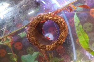 Red Cherry Shrimp Thumbnail