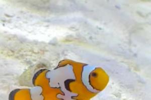 Snowflake Clownfish Thumbnail