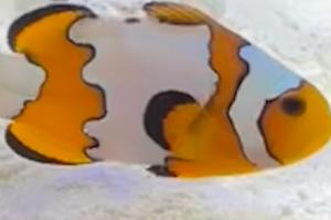 Snowflake Clownfish Thumbnail