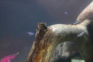 Cardinal Tetra Thumbnail